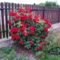 Róża parkowa Gefylt