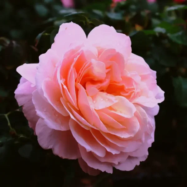 roza-angielska-morelowa_1 Róża angielska Morelowa - kwiat róży