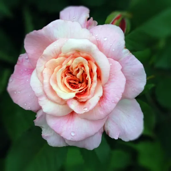 Róże angielskie - wysyłkowa sprzedaż róż