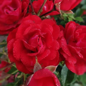Róże okrywowe New Red - wysyłkowa sprzedaż róż