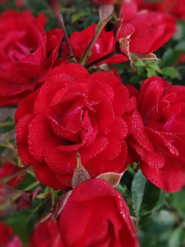 Róże okrywowe New Red - wysyłkowa sprzedaż róż