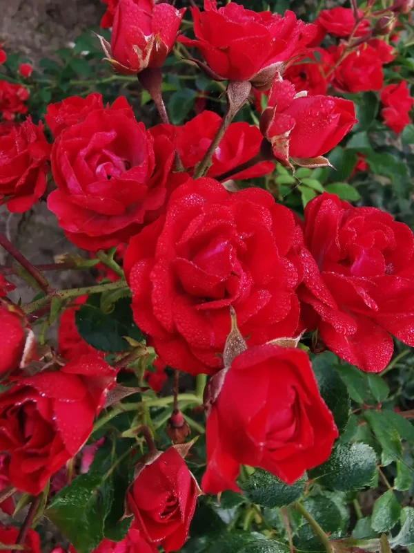 roza-okrywowa-new-red_1 Róże okrywowe New Red w kolorze czerwonym