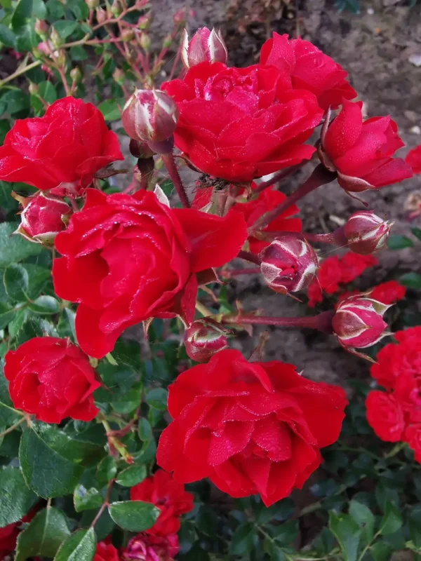 roza-okrywowa-new-red_2 Róże okrywowe New Red