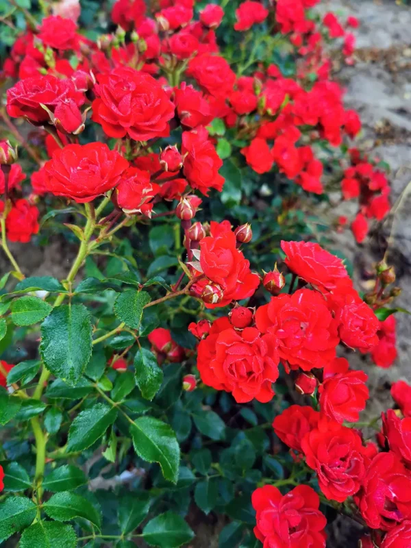 roza-okrywowa-new-red_3 Róże okrywowe New Red