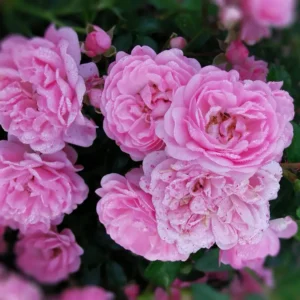 Róże okrywowe różowe - wysyłkowa sprzedaż róż
