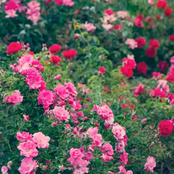 roza-okrywowa-rozowa_1 Róża okrywowa różowa