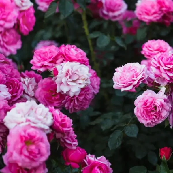 roza-okrywowa-rozowa_2 Róża okrywowa różowa