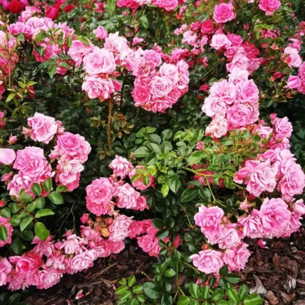 roza-okrywowa-rozowa_4 Różowe kwiaty róży