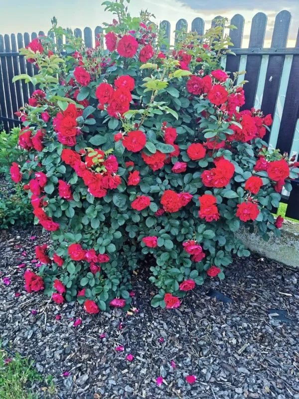 roza-parkowa-gefylt_1 Róża parkowa Gefylt