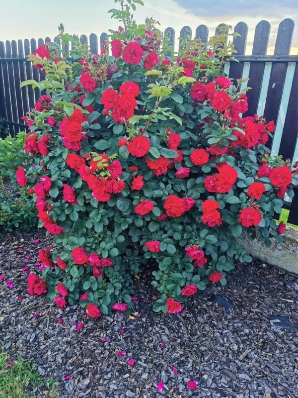 roza-parkowa-gefylt_2 Róża parkowa Gefylt