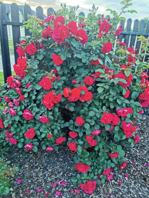 roza-parkowa-gefylt_3 Róża parkowa Gefylt