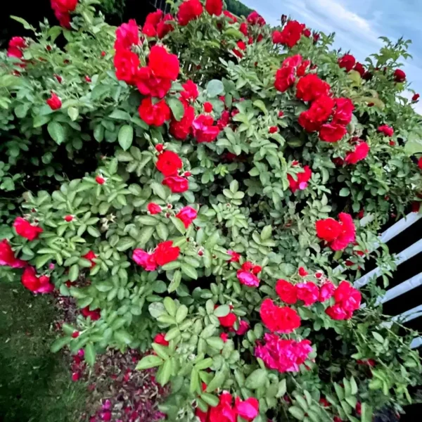 roza-parkowa-gefylt_7 Rozłożysty krzew róży parkowej ‘Gefylt’ pokryty czerwonymi, pełnymi kwiatami na tle nieba i ściółki ogrodowej.