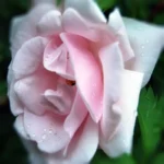 Róża pnąca New Dawn - szybko rosnący krzew róży