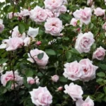 Róża pnąca New Dawn