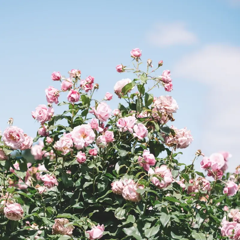 Róża pnąca New Dawn 2 Róża pnąca New Dawn