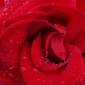 Róża pnąca czerwona
