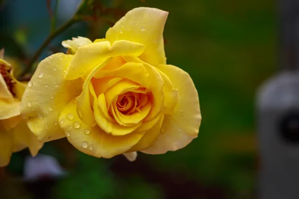 roza-rabatowa-wielokwiatowa-zolta-vanilla Róża rabatowa wielokwiatowa Vanilla, piękny żółty kwiat