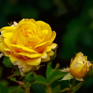 Róża rabatowa żółta