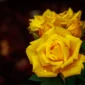Róża rabatowa żółta