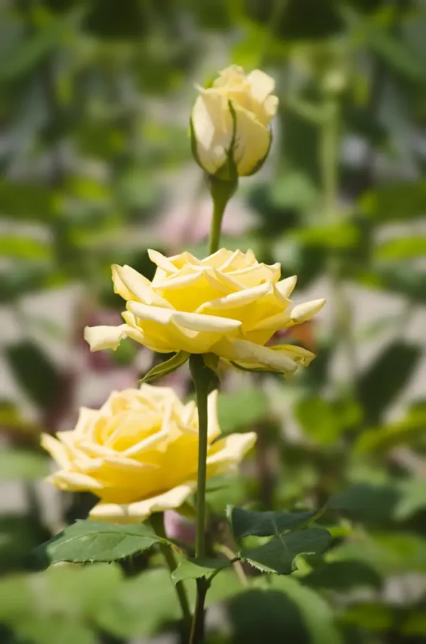 roza-rabatowa-wielokwiatowa-zolta-vanilla_5 Róża rabatowa wielokwiatowa żółta Vanilla