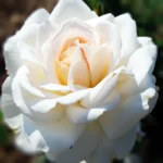 Róża wielkokwiatowa Chopin