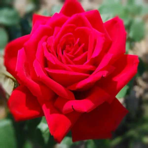 Róże wielkokwiatowe kolor czerwony - Szkółka róż, wysyłkowa sprzedaż róż