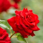 Czerwony kwiat róży