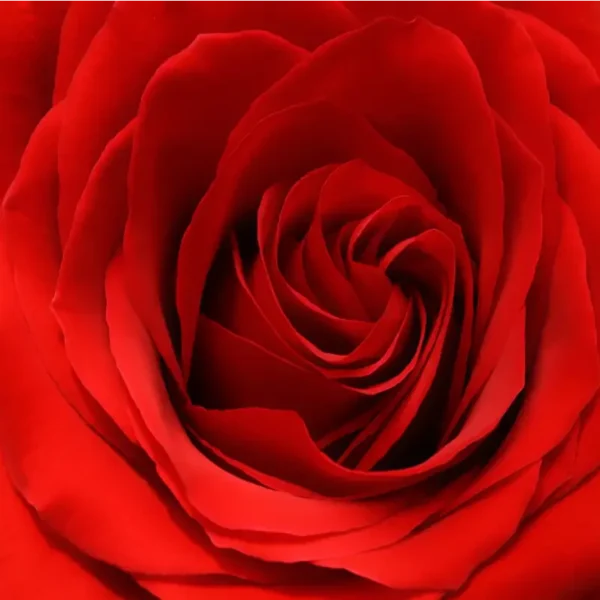 roza-wielkokwiatowa-czerwona_2 Czerwony kwiat róży wielkokwiatowej