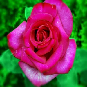Róże wielkokwiatowe Wenrosa - Szkółka róż, wysyłkowa sprzedaż róż