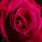 roza-wielkokwiatowa-wenrosa_1