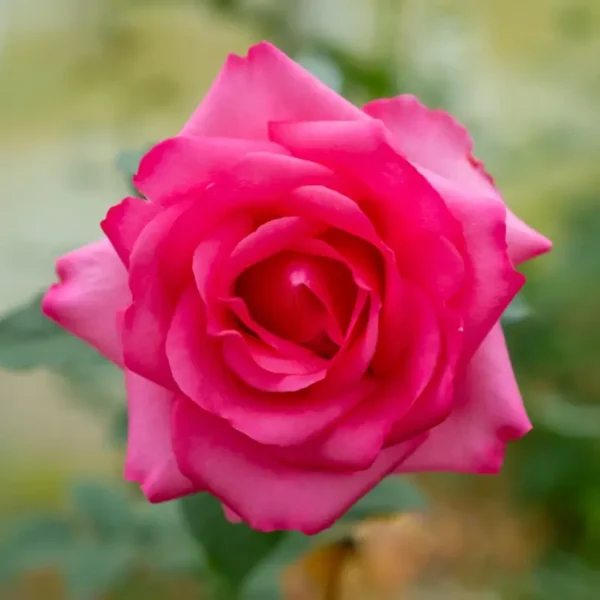 roza-wielkokwiatowa-wenrosa_2 Róża wielkokwiatowa - kolor ciemno różowy