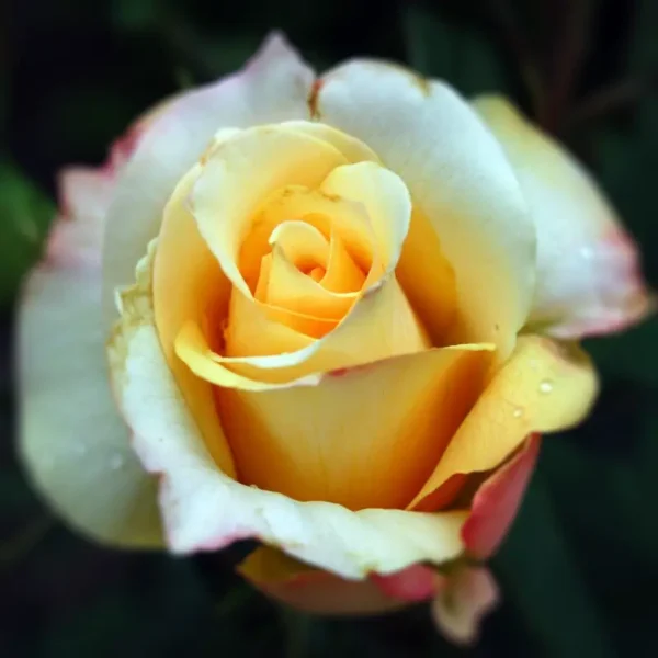 Róże wielkokwiatowe żółto miodowa - Szkółka róż, wysyłkowa sprzedaż róż