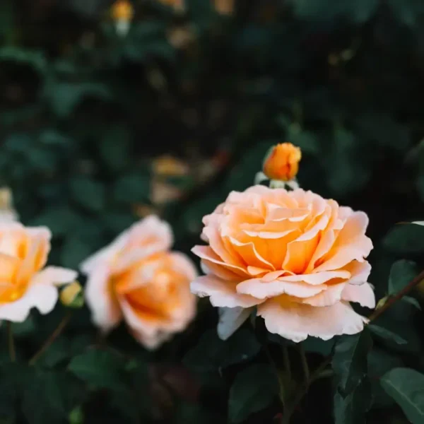 roza-wielkokwiatowa-zoltomiodowa_1 Róża żołtomiodowa