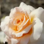 Róża wielkokwiatowa żołtomiodowa