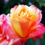 Róże wielkokwiatowe żółto pomarańczowa