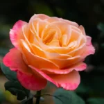 Kwiat róży wielkokwiatowej