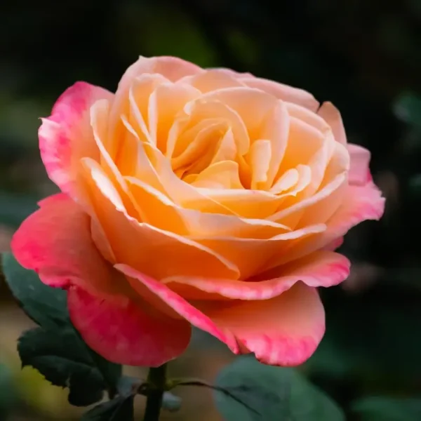 roza-wielkokwiatowa-zoltopomaranczowa_1 Kwiat róży wielkokwiatowej