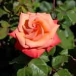 Kwiat róży wielkokwiatowej