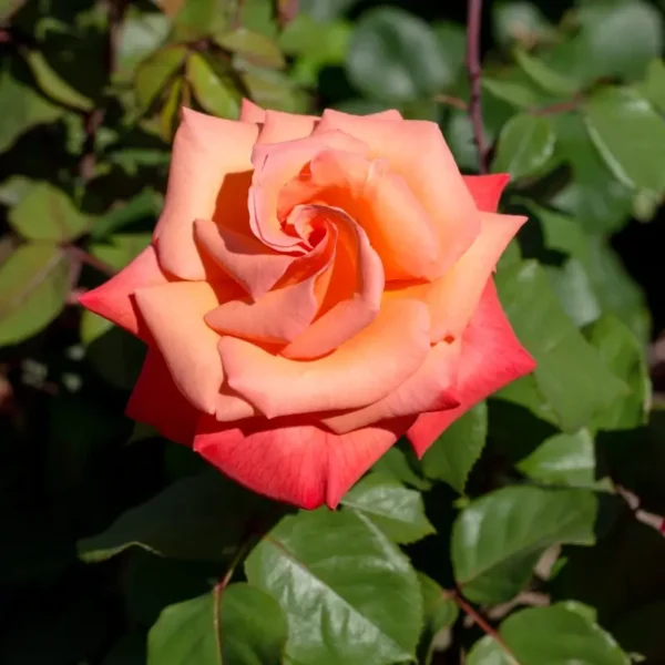 roza-wielkokwiatowa-zoltopomaranczowa_2 Kwiat róży wielkokwiatowej