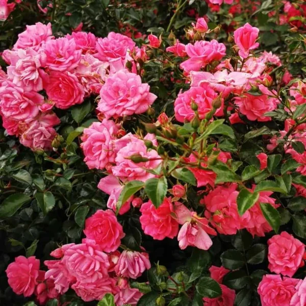 rozowa-okrywowa_12 rozowa-okrywowa_12