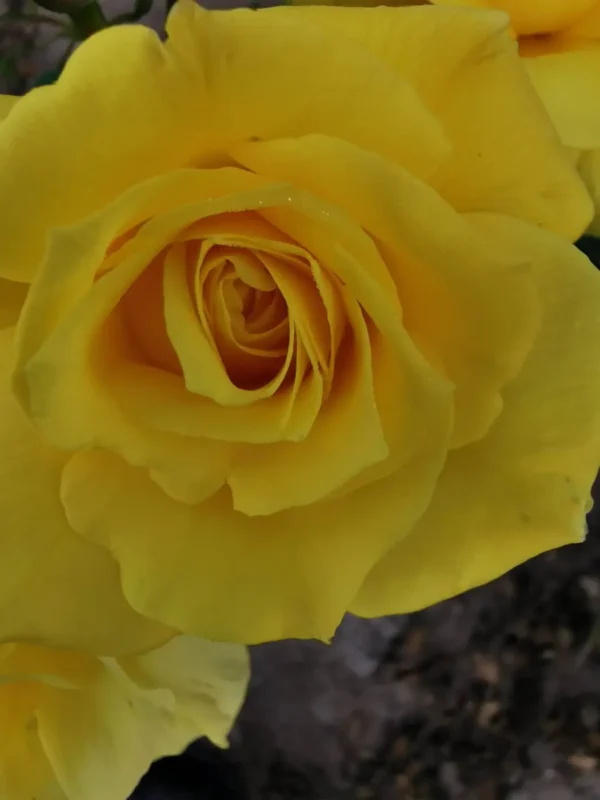 roza-rabatowa-wielokwiatowa-zolta-fres_1 Róża rabatowa wielokwiatowa żółta Fres