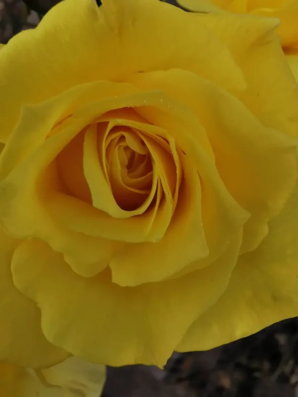 Róża rabatowa wielokwiatowa żółta Fres