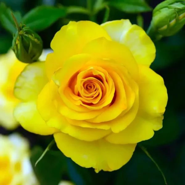 roza-rabatowa-fres_3 Róża rabatowa wielokwiatowa żółta Fres