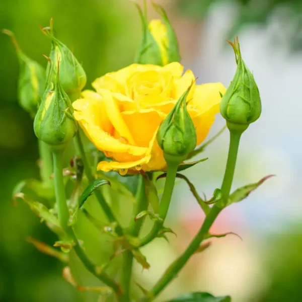 roza-rabatowa-fres_4 Róża rabatowa wielokwiatowa żółta Fres