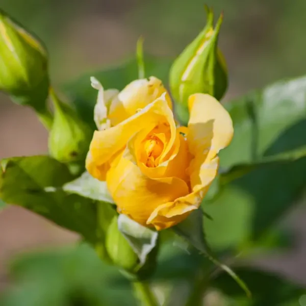 roza-rabatowa-fres_5 Róża rabatowa wielokwiatowa żółta Fres