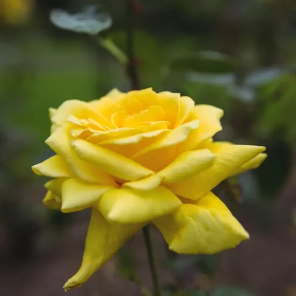 roza-rabatowa-fres_6 Róża rabatowa wielokwiatowa żółta Fres