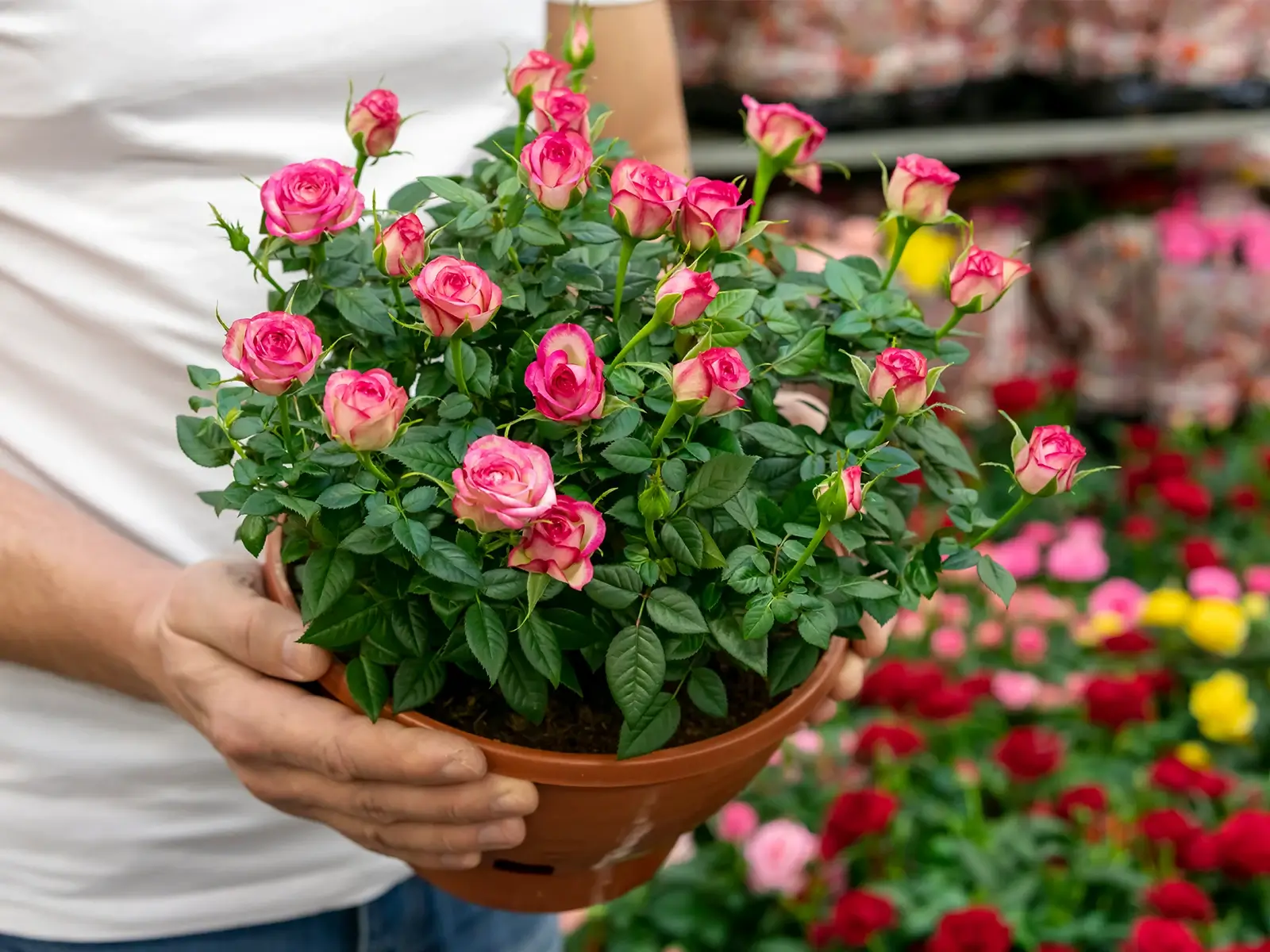 Róże w doniczce: Jak uprawiać róże na balkonie lub tarasie