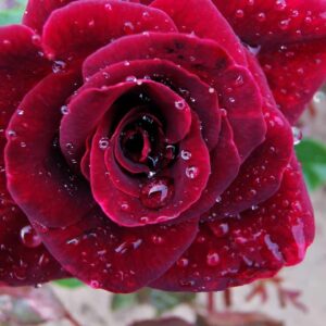 roza-wielkokwiatowa-black-magic Zbliżenie na pojedynczy kwiat Róży Black Magic ukazujący detale aksamitnych płatków