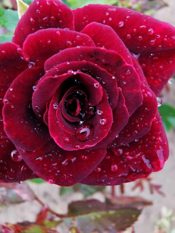 roza-wielkokwiatowa-black-magic Zbliżenie na pojedynczy kwiat Róży Black Magic ukazujący detale aksamitnych płatków