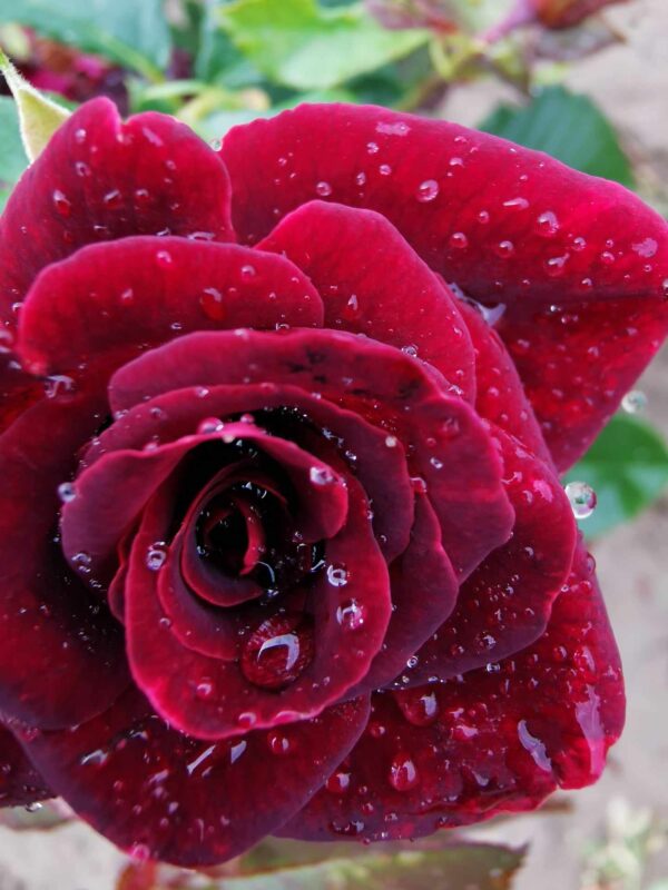 roza-wielkokwiatowa-black-magic_1 Róża rabatowa wielokwiatowa Black Magic